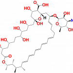 Amphotericin B API