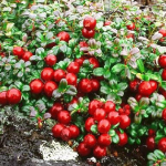 alpha arbutin extracted from bearberry