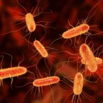 Bacitracin vs Neosporin on Bacteria coverage
